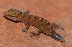 Pachydactylus capensis
