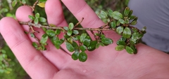 Coprosma dumosa