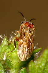 Periclista albida