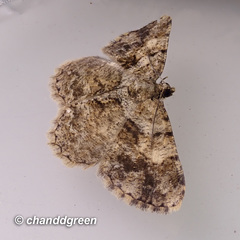 Psilalcis galsworthyi