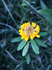 Pultenaea myrtoides