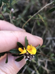 Pultenaea myrtoides