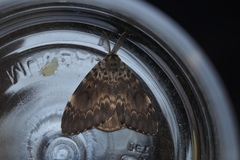 Lymantria ampla