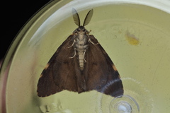 Lymantria ampla