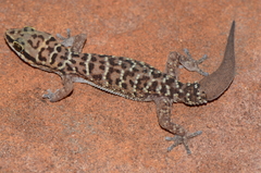Pachydactylus affinis