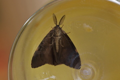 Lymantria ampla