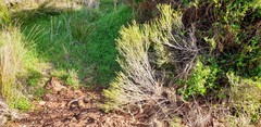 Melaleuca brevifolia