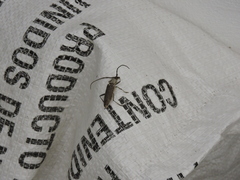 Gnaphalodes trachyderoides