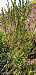 Melaleuca brevifolia