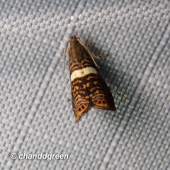 Hilarographa shehkonga