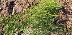 Melaleuca brevifolia