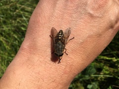 Tabanus bovinus