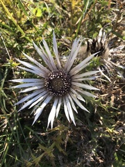 Carlina acaulis