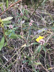 Pultenaea myrtoides