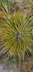Aciphylla colensoi