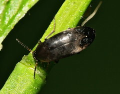Anaspis rufilabris
