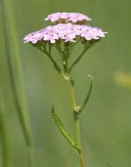 Achillea aspleniifolia