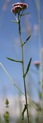 Achillea aspleniifolia