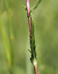 Achillea aspleniifolia