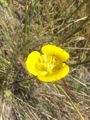 Calochortus luteus