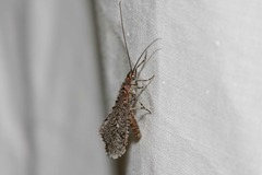 Trichoma gracilipenne