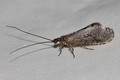 Trichoma gracilipenne