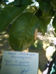 Lyonetia clerkella