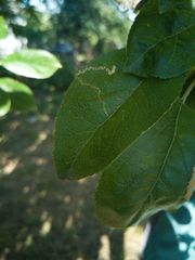 Lyonetia clerkella