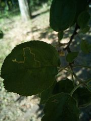 Lyonetia clerkella