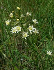 Toxicoscordion fontanum