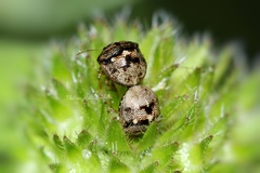 Spermatodes variolosus