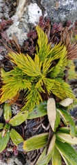 Aciphylla dissecta