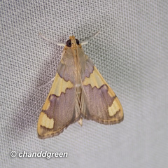 Rehimena phrynealis