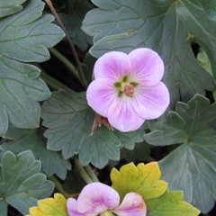 Geranium traversii