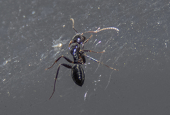 Camponotus caryae