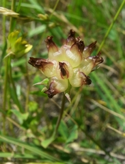 Trifolium fucatum