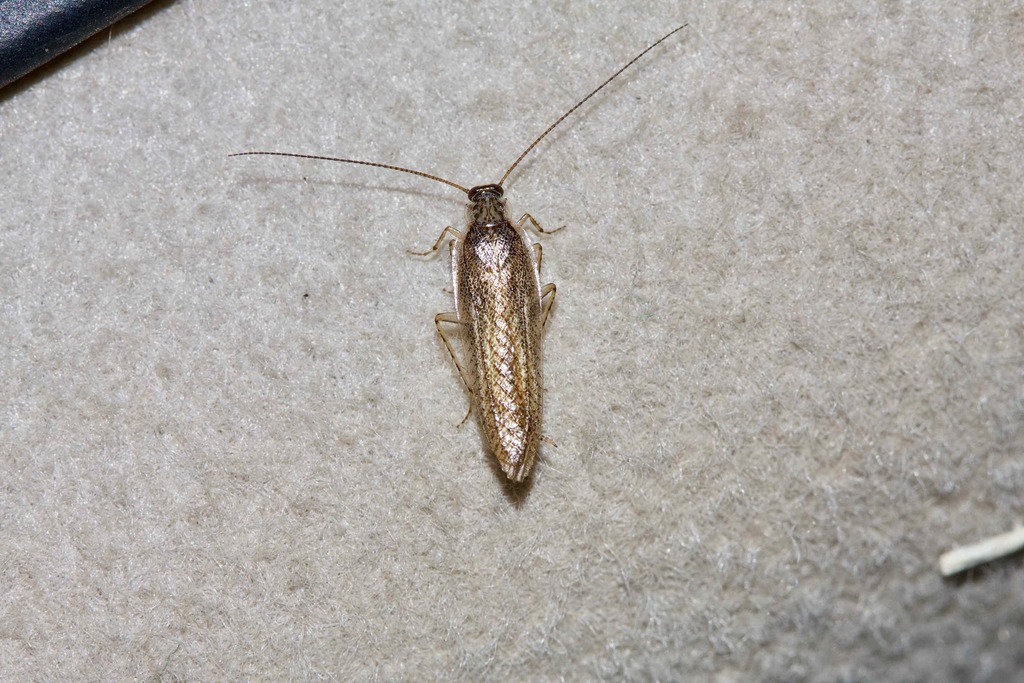 Stenectoneura