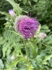 Cirsium edule