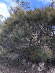 Allocasuarina muelleriana