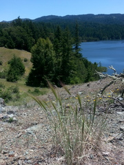 Elymus multisetus