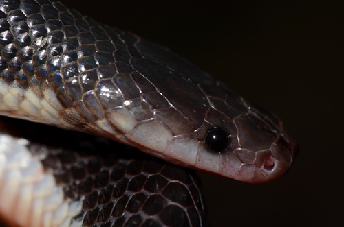 Black File Snake