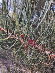 Allocasuarina muelleriana