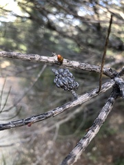 Allocasuarina muelleriana