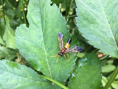 Tenthredo campestris