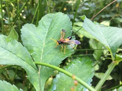 Tenthredo campestris