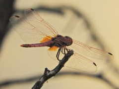 Trithemis annulata