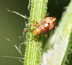 Deraeocoris flavilinea