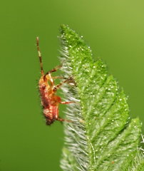 Deraeocoris flavilinea