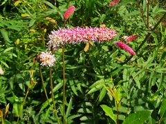 Sanguisorba tenuifolia