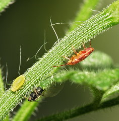 Deraeocoris flavilinea